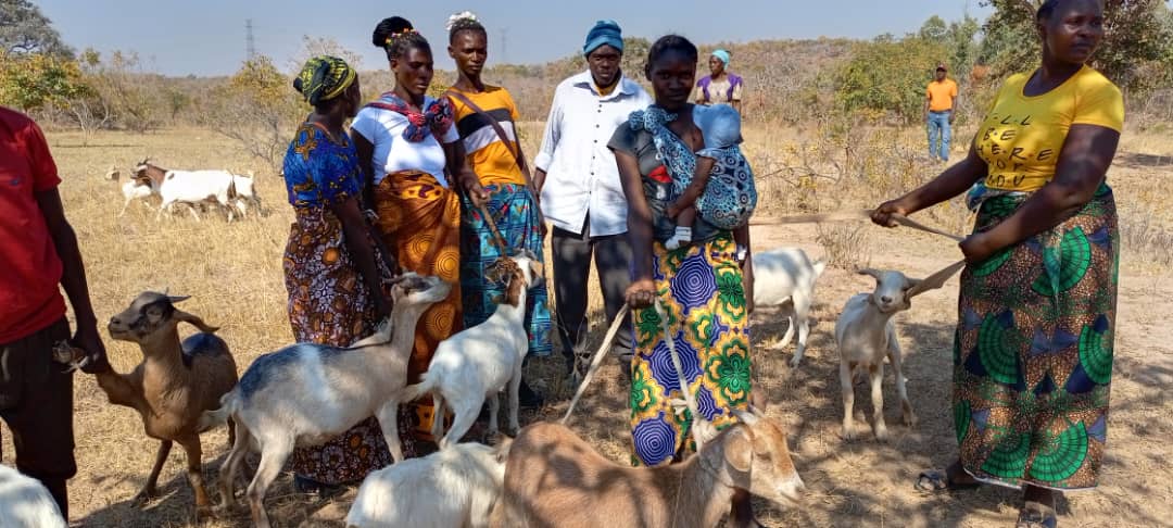 Community members in Choma District with goats provided through a KZF resilience project.