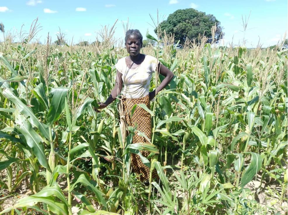 Kwalombota limata a member of kufanga women group in her maize field in Namayula