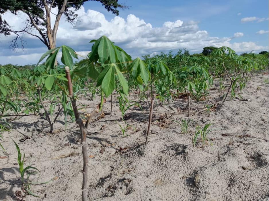 Women’s Cassava Field